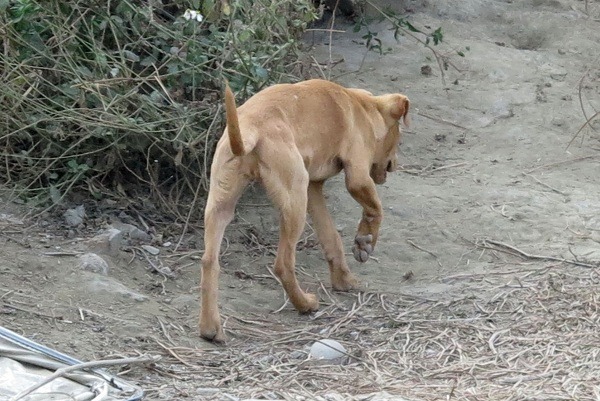 饑餓的流浪狗可能會食用中毒死亡的蝙蝠而感染。 蕭士塔/攝
