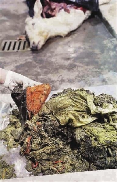 上海動物園3隻黃占鹿接連死亡，解剖發現胃中充滿塑膠袋和小毛巾。  取自網路