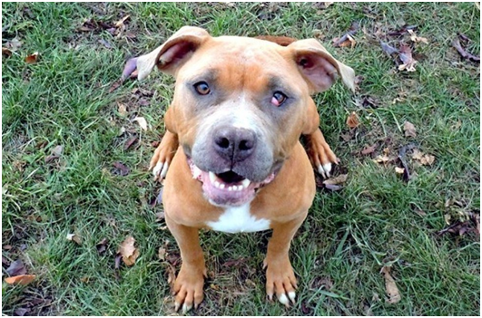 斯米藤（Smitten）的前主人也是因虐待動物被捕。  取自網路