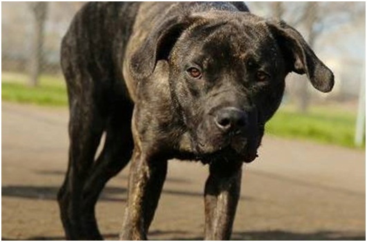 斯卡列（Scarlett）的前主人，也因虐待動物被捕。   取自網路