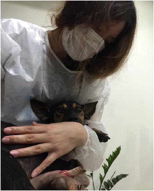 遭遇兩次車禍的堅強小黑，眼神中除了透著無奈，也表現出求生的堅強意志。 陳隨意/提供