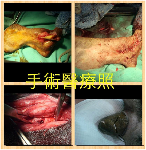 經歷4小時的手術，終於完成階段性第一次醫療。 和美愛犬動物醫院/提供