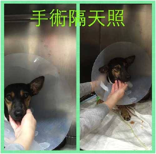 救援專案之車禍小黑集氣粉絲專頁目前已停止募款，並公布捐款明細。  取自網路