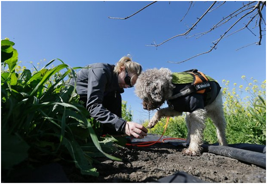 松露犬公司創辦人阿拉納•麥吉與她的狗露露（Lolo）一起尋找松露。  取自網路