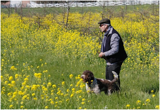 用狗取代豬來尋找松露的原因，是狗易於管理，也比較不會吃掉這種美味食材。 取自網路
