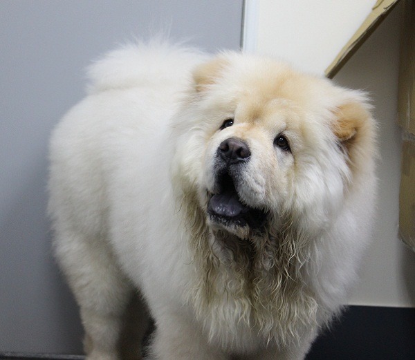鬆獅犬和蓬毛藏獒還真有幾分神似，不過鬆獅犬獨有的藍紫色舌頭，可是騙不了人。  何宜 / 攝