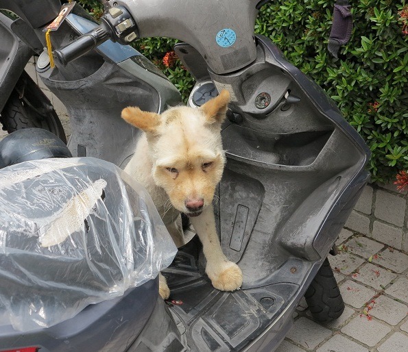 流浪到銀行門口的鬆獅犬常會爬到機車腳踏板，可見主人常載著牠出門。 蕭士塔/攝