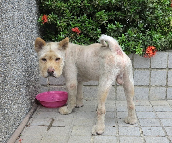 鬆獅犬在台灣原本就稀有，毛被剃光後，銀行員都不認得。。 蕭士塔/攝