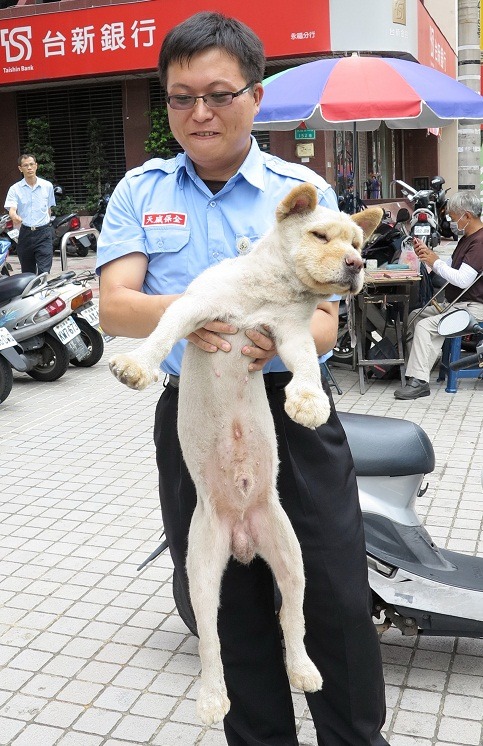 有愛心的銀行保全曾在動物醫院工作過，很細心照顧這隻流浪鬆獅犬。  蕭士塔/攝