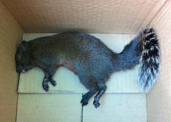 這隻松鼠死前有抽搐、口吐白沫現象，疑似感染狂犬病。 蕭士塔/攝