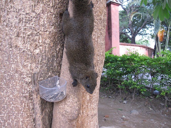 民眾餵食松鼠拉近彼此距離。  蕭士塔/攝