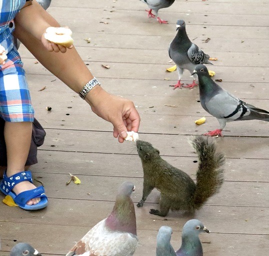 動保處呼籲民眾不要近距離餵養接觸松鼠。   蕭士塔/攝