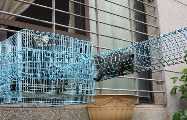 主人推開窗戶就可以在最大的松屋餵食松鼠。 蕭士塔/攝                          