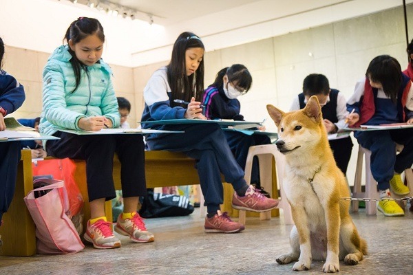 新北市推動校園犬有成，秀山國小的「好客」是代表，老師、學生都愛牠。 新北市動保處/提供