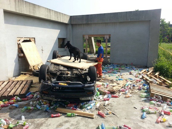 災害搜救犬IRO國際評量檢測今天起在南投的消防署竹山訓練中心登場。現場氣氛緊張。  曾大年/攝