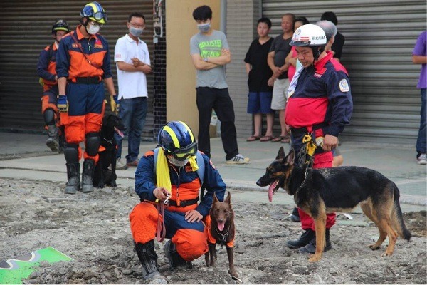 台南、屏東、桃園、台北和新北市都有搜救犬投入氣爆現場的救災工作。  新聞e論壇/提供(梁德珊/攝)