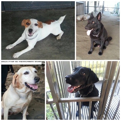 天生我材必有用!傑克羅素犬、拉拉、米克斯犬都是南投特搜隊培育的搜救犬隻。 曾大年/攝