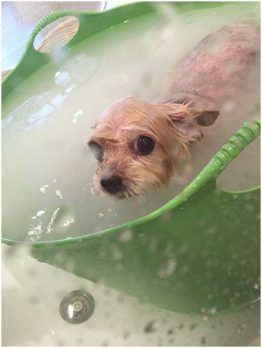 總結：牛奶浴 → 深層清潔