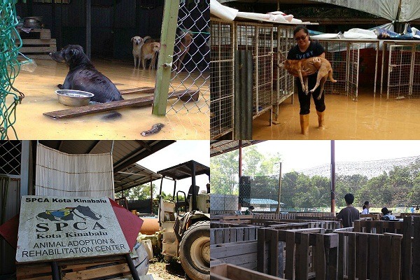 SPCA KK原收容所因附近的非法開墾而被泥水淹沒(上)，現在只有臨時收容所(下)。　取自SPCA KK臉書、李娉婷/攝