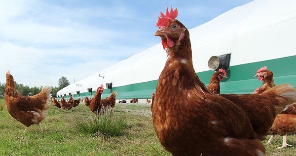 愛吃鹽酥雞和香雞排的台灣人,2014年吃了3億2000萬隻雞,很驚人吧! 取自網路
