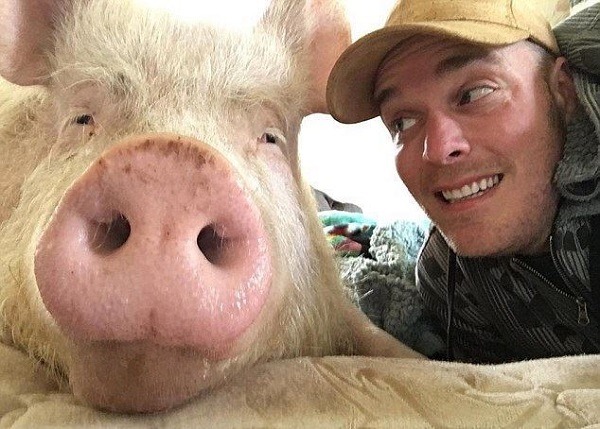 近300公斤的Esther有張喜感的臉。  取自Animal Post