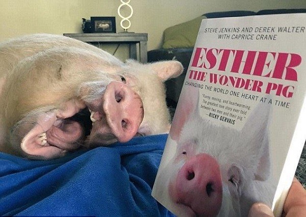 「WONDER PIG神奇豬」Esther擁有自己的傳記，更是素食推廣大使。取自Animal Post