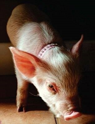 小時的Esther，難怪會被誤認為是迷你豬。  取自Animal Post