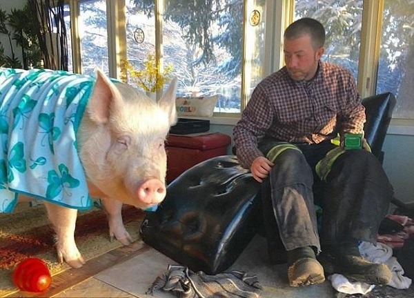 Esther以往的居家生活，看得出牠有多受寵!  取自Animal Post