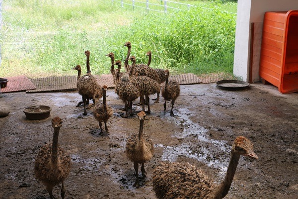 不常接觸到的野生動物，也可以靠機緣成為生命教育的教材。 黃慶榮/攝 