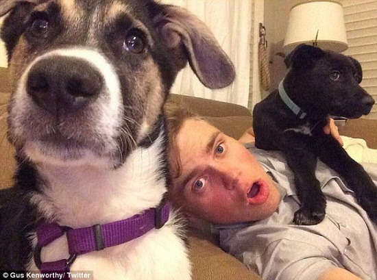 美國冬奧代表隊滑雪銀牌得主格斯肯沃(Gus Kenworthy)一口氣收養了4隻俄羅斯小流浪狗。   取自網路