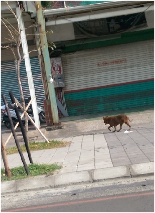 尋獲泰迪的19日晚上,一位熱心的小姐(臉書暱稱“愛笑”)在要去小港機場搭機的漢民路上,瞥見繫有鐵鍊,外貌形似泰迪的狗狗,於是拍了照片PO網詢問。確認是泰迪後,網路上的愛狗朋友們紛紛加入前往尋狗行列。愛笑小姐/提供