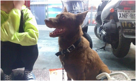 找到泰迪了,人狗都開心,尤其是日夜掛念泰迪的愛媽Landy Feng與王同學更是幾度流下開心的眼淚。 Landy Feng/提供