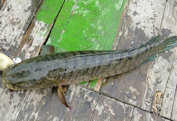 從菱角田釣起來的泰國鮕鮘，又稱為泰國鱧，是極強勢的外來魚種。蕭士塔/攝