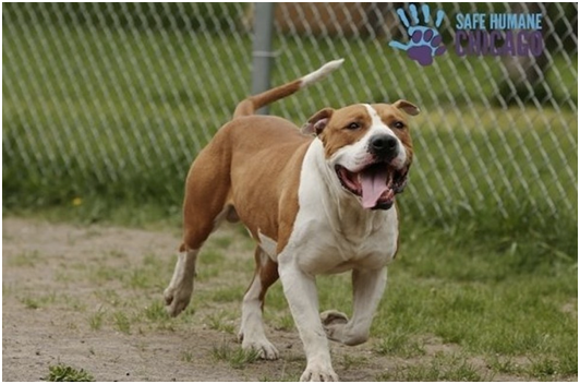 太克斯（Tex）等待被收養。   取自網路