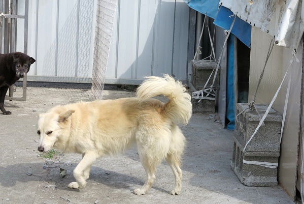 每隻狗都有個別的犬舍。 蕭士塔/攝