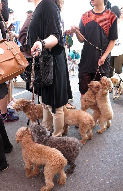 請飼主帶著寵物參加活動，有多項優惠可以帶回家。　蕭士塔/攝