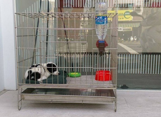 目前已經有10家業者加入「流浪動物幸福轉運站」認養櫥窗。蕭士塔/攝