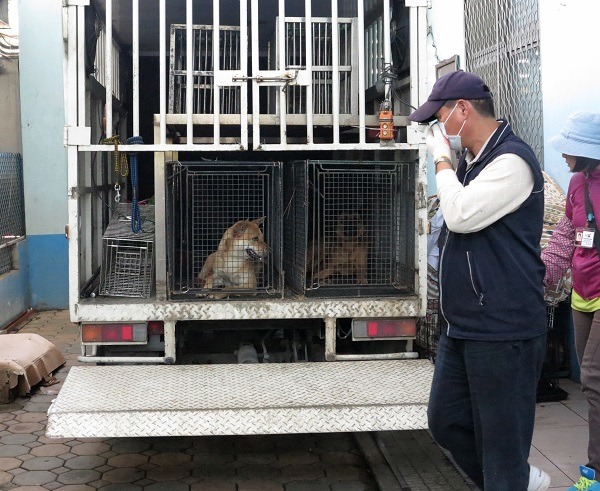 由TNR回置點捕捉的狗，經里長簽名即無法再回置。 蕭士塔/攝