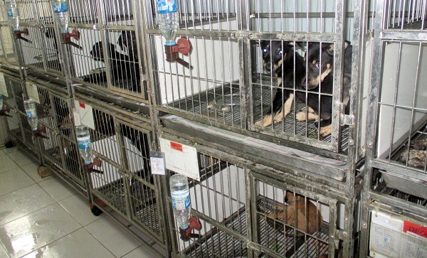 待認養區狗滿為患。 蕭士塔/攝