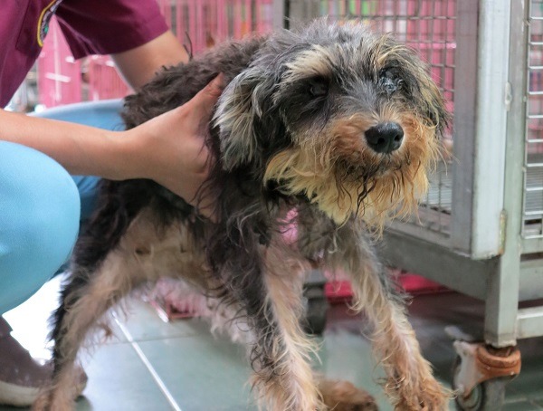 沒入的犬隻普遍健康狀況不佳,這隻雪納瑞還算情況好的。蕭士塔/攝