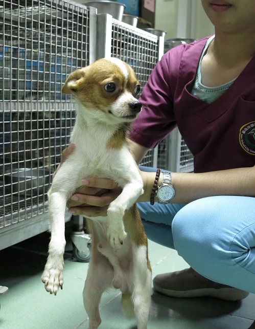 所有的沒入犬隻,就這隻吉娃娃看起來比較健康。蕭士塔/攝