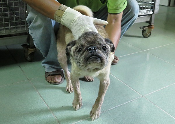 環境惡劣加上營養不良,這隻巴哥已被折騰得不像巴哥。蕭士塔/攝