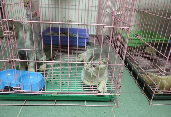 貓的健康也不佳,皮膚病嚴重。蕭士塔/攝