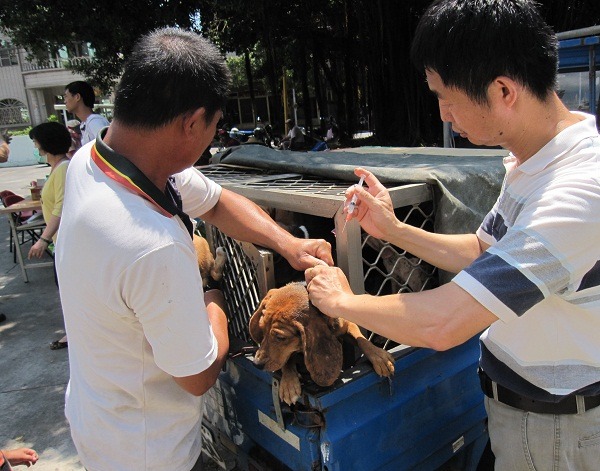開業獸醫師犧牲休假支援動保處三合一方案。 蕭士塔/攝