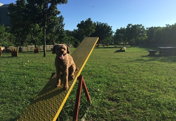 寵物運動公園遊戲設施齊全,最近剛整修完畢。 蕭士塔/攝