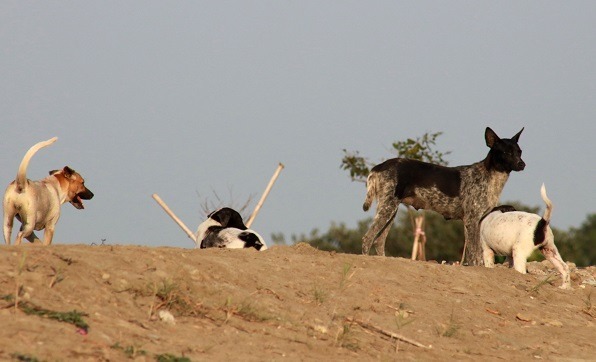 荒地野外的流浪狗很容易被誘捕殺害。   蕭士塔/攝