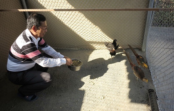 飼養金雞需要提供沙浴和日光浴，才能讓羽毛健康漂亮，鍾鴻麟在搭建雞舍時，就刻意讓陽光可以局部透射。 蕭士塔/攝