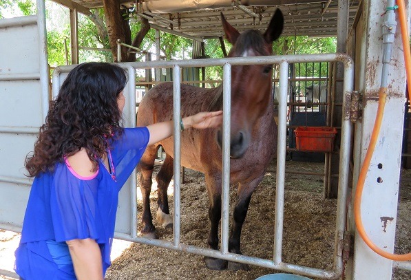 陳玉奇5年前標購的5匹退役血清馬，已有3匹死亡，這匹養在台南市立馬術場的母馬，則是成功生育了後代。 蕭士塔/攝