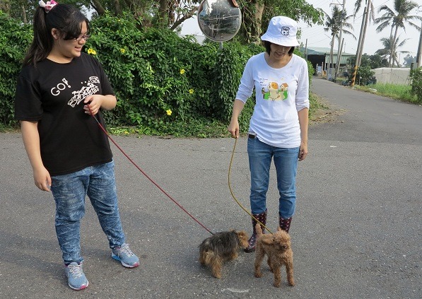灣裡收容所招募志工，協助為流浪動物洗澡美容和定期運動。 蕭士塔/攝