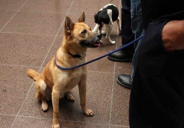 友善動物城市的規畫,需要確實的寵物登記和人口數字,而數字的重要性正在於用來決定什麼事要做、什麼事不做。 李娉婷/攝